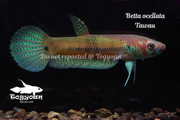 画像1: ベタ オセラータ (Betta ocellata)   "Tawau" WC pr (1)