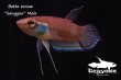 画像4: ベタ・エニサエ (Betta enisae) "Sanggau" WC pr 【個体指定No.2】 (4)