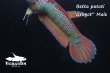 画像5: ベタ・パトティ (Betta patoti)   "Grogot" WC pr 【個体指定No.1】 (5)