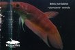 画像4: ベタ・パルダロトス (Betta pardalotos) "Sumatera" WC pr 【個体指定No.5】 (4)