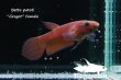 画像7: ベタ・パトティ (Betta patoti)   "Grogot" WC pr 【個体指定No.1】 (7)