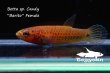 画像5: ベタ sp. Candy (Betta sp.) "Barito River" WC pr 【個体指定No.7】 (5)