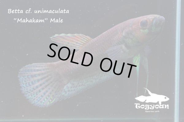 画像1: ベタ cf. ユニマクラータ (Betta cf. unimaculata)"Mahakam" WC pr 【個体指定No.27】 (1)