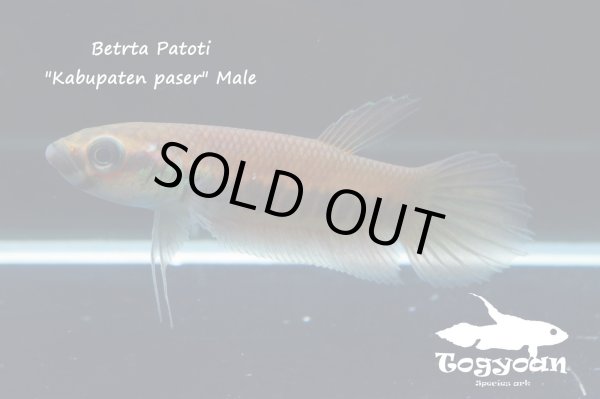 画像1: ベタ パトティ (Betta patoti)   "Kabupaten paser" WC pr　【個体指定No.33】 (1)