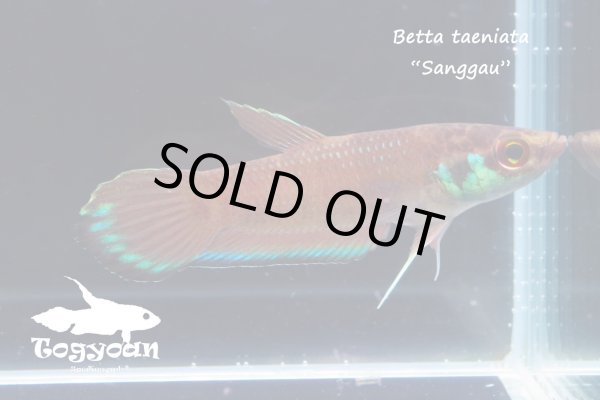 画像1: ベタ タエニアータ (Betta taeniata)   "Sanggau" WC pr　【個体指定No.41】 (1)