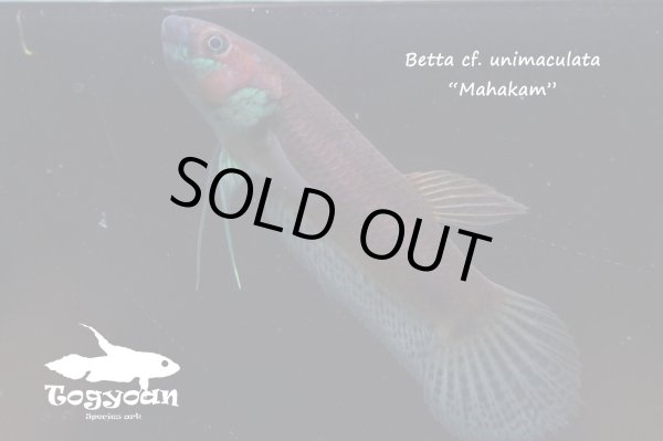 画像1: ベタ cf. ユニマクラータ (Betta cf. unimaculata)"Mahakam" WC pr 【個体指定No.43】 (1)