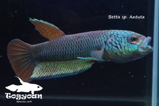 ワイルドベタ(マウスタイプ) - 闘魚庵