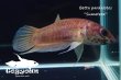 画像2: ベタ・パルダロトス (Betta pardalotos) "Sumatera" WC pr 【個体指定No.50】 (2)