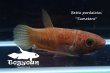 画像4: ベタ・パルダロトス (Betta pardalotos) "Sumatera" WC pr 【個体指定No.50】 (4)