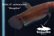 画像3: ベタ cf. ユニマクラータ (Betta cf. unimaculata)"Bengalon" WC pr 【個体指定No.53】 (3)