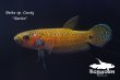 画像1: ベタ sp. Candy (Betta sp.) "Barito River" WC pr 【個体指定No.52】 (1)