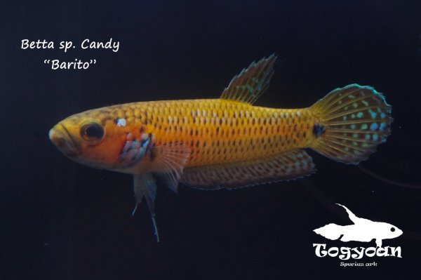 画像1: ベタ sp. Candy (Betta sp.) "Barito River" WC pr 【個体指定No.52】 (1)