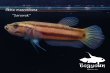 画像7: 【特価】ベタ・マクロストマ  (Betta macrostoma) "Sarawak" CB pr 【個体指定No.55】 (7)
