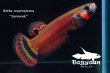 画像3: 【特価】ベタ・マクロストマ  (Betta macrostoma) "Sarawak" CB pr 【個体指定No.55】 (3)