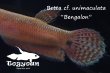 画像5: ベタ cf. ユニマクラータ (Betta cf. unimaculata)"Bengalon" WC pr 【個体指定No.53】 (5)