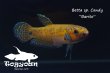 画像4: ベタ sp. Candy (Betta sp.) "Barito River" WC pr 【個体指定No.52】 (4)