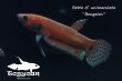 画像1: ベタ cf. ユニマクラータ (Betta cf. unimaculata)"Bengalon" WC pr 【個体指定No.53】 (1)