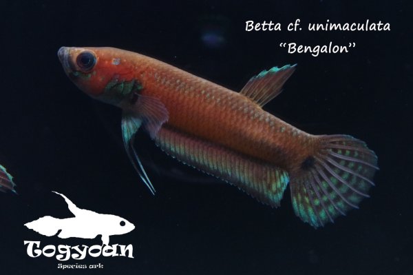 画像1: ベタ cf. ユニマクラータ (Betta cf. unimaculata)"Bengalon" WC pr 【個体指定No.53】 (1)