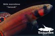 画像6: 【特価】ベタ・マクロストマ  (Betta macrostoma) "Sarawak" CB pr 【個体指定No.55】 (6)