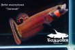 画像2: 【特価】ベタ・マクロストマ  (Betta macrostoma) "Sarawak" CB pr 【個体指定No.55】 (2)