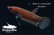 画像2: ベタ cf. ユニマクラータ (Betta cf. unimaculata)"Bengalon" WC pr 【個体指定No.53】 (2)