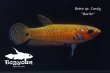 画像3: ベタ sp. Candy (Betta sp.) "Barito River" WC pr 【個体指定No.52】 (3)