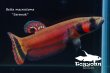 画像4: 【特価】ベタ・マクロストマ  (Betta macrostoma) "Sarawak" CB pr 【個体指定No.55】 (4)