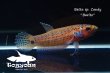 画像1: ベタ sp. Candy (Betta sp.) "Barito River" WC pr 【個体指定No.54】 (1)