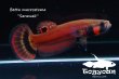 画像1: 【特価】ベタ・マクロストマ  (Betta macrostoma) "Sarawak" CB pr 【個体指定No.55】 (1)