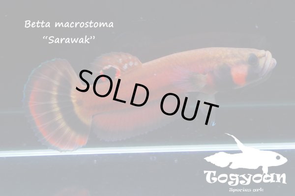 画像1: 【特価】ベタ・マクロストマ  (Betta macrostoma) "Sarawak" CB pr 【個体指定No.55】 (1)