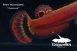 画像5: 【特価】ベタ・マクロストマ  (Betta macrostoma) "Sarawak" CB pr 【個体指定No.55】 (5)
