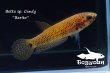 画像5: ベタ sp. Candy (Betta sp.) "Barito River" WC pr 【個体指定No.54】 (5)