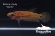 画像5: ベタ sp. Candy (Betta sp.) "Barito River" WC pr 【個体指定No.52】 (5)
