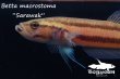 画像8: 【特価】ベタ・マクロストマ  (Betta macrostoma) "Sarawak" CB pr 【個体指定No.55】 (8)