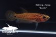 画像6: ベタ sp. Candy (Betta sp.) "Barito River" WC pr 【個体指定No.52】 (6)
