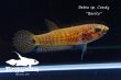 画像4: ベタ sp. Candy (Betta sp.) "Barito River" WC pr 【個体指定No.54】 (4)