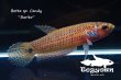 画像3: ベタ sp. Candy (Betta sp.) "Barito River" WC pr 【個体指定No.54】 (3)
