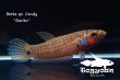 画像2: ベタ sp. Candy (Betta sp.) "Barito River" WC pr 【個体指定No.54】 (2)
