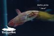 画像4: ベタ・ピクタ (Betta picta) "Java" WC pr 【個体指定No.59】 (4)