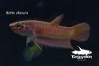 画像5: ベタ・オブスクラ (Betta obscura) WC pr 【個体指定No.58】 (5)