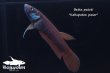 画像2: ベタ パトティ (Betta patoti)   "Kabupaten paser" WC pr　【個体指定No.56】 (2)