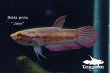 画像1: ベタ・ピクタ (Betta picta) "Java" WC pr 【個体指定No.59】 (1)
