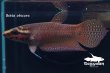 画像3: ベタ・オブスクラ (Betta obscura) WC pr 【個体指定No.58】 (3)