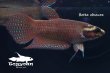 画像2: ベタ・オブスクラ (Betta obscura) WC pr 【個体指定No.58】 (2)