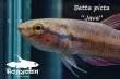 画像2: ベタ・ピクタ (Betta picta) "Java" WC pr 【個体指定No.59】 (2)