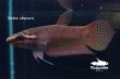 画像1: ベタ・オブスクラ (Betta obscura) WC pr 【個体指定No.58】 (1)