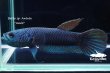 画像5: ベタ sp. Antuta "Azule" WC pr 【個体指定No.57】 (5)