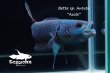 画像3: ベタ sp. Antuta "Azule" WC pr 【個体指定No.57】 (3)