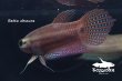 画像4: ベタ・オブスクラ (Betta obscura) WC pr 【個体指定No.58】 (4)