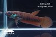 画像1: ベタ パトティ (Betta patoti)   "Kabupaten paser" WC pr　【個体指定No.56】 (1)